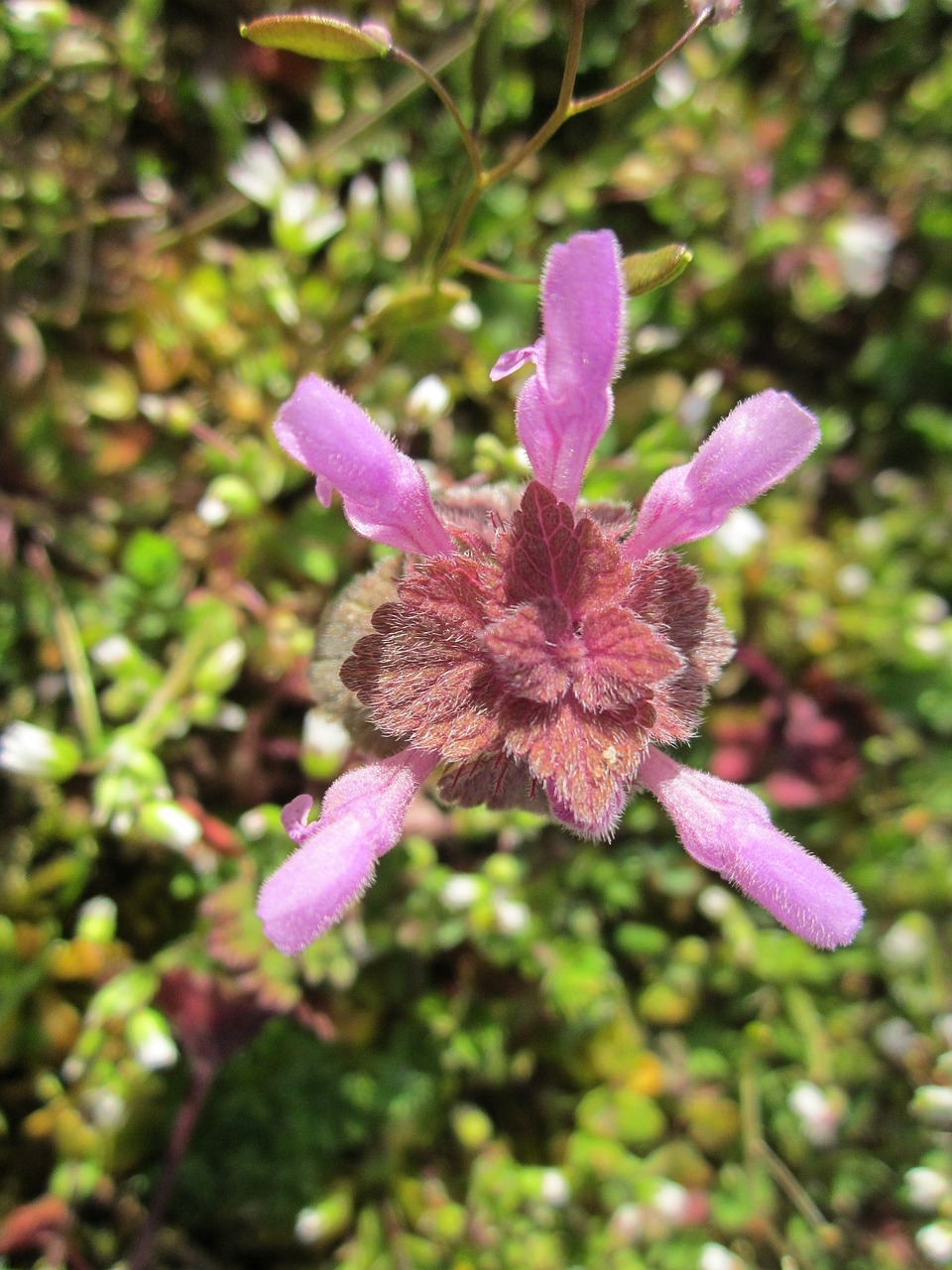 Lamium Purpureum,  Raudonas Deadnettle,  Violetinė Negyvoji Jūra,  Violetinis Archangelas,  Velikdenche,  Flora,  Botanika,  Augalas,  Wildflower,  Makro