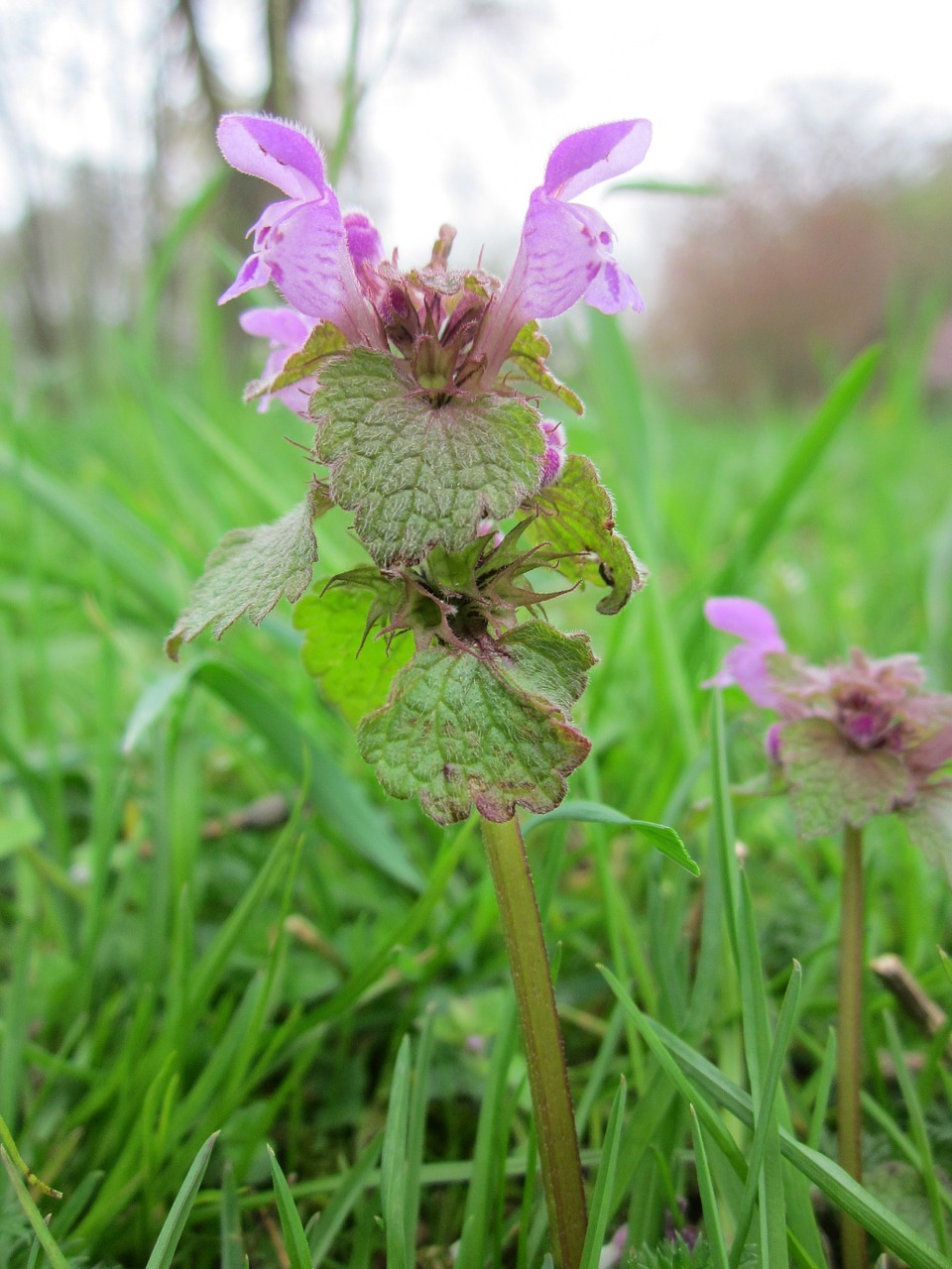 Lamium Purpureum,  Raudonas Deadnettle,  Violetinė Negyvoji Jūra,  Violetinis Archangelas,  Velikdenche,  Wildflower,  Flora,  Augalas,  Botanika,  Rūšis