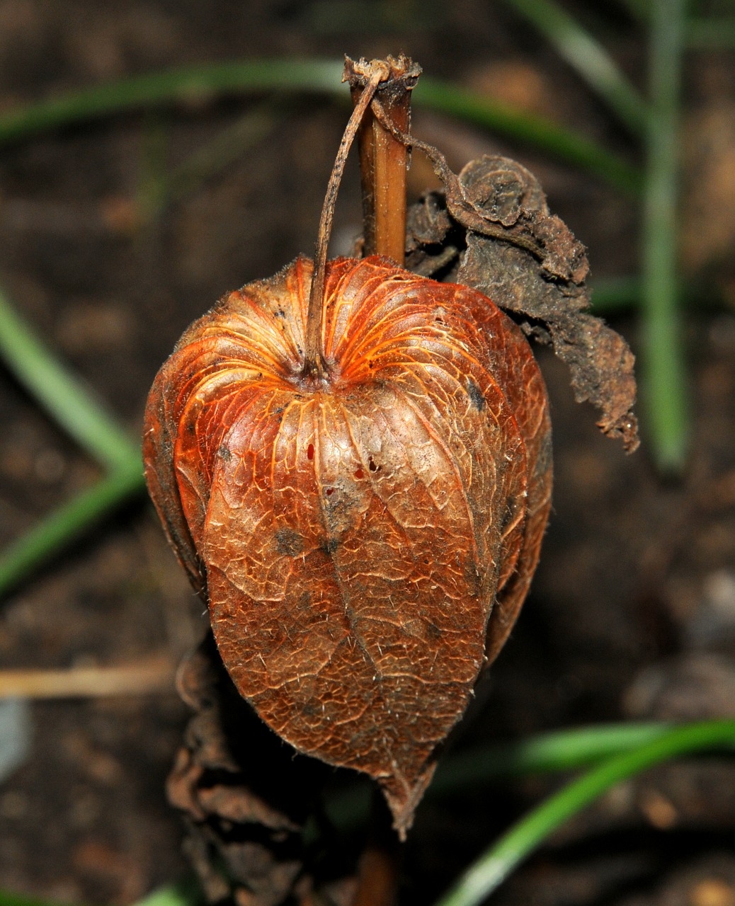 Lampionblume, Lemputė, Sėklos, Ruduo, Išblukęs, Uždaryti, Gėlė, Dygliuotas, Ruda, Makro