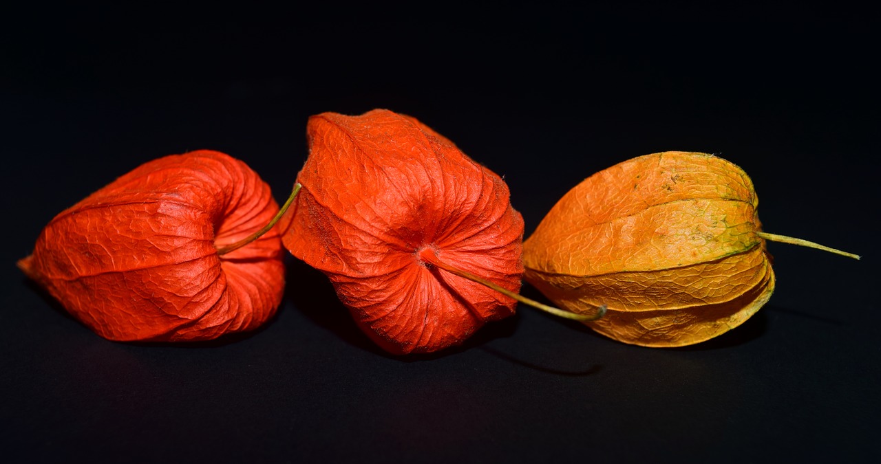 Lampionblume, Gėlė, Uždaryti, Oranžinė, Rudens Gėlė, Žiedas, Žydėti, Ruduo, Apdaila, Gamta