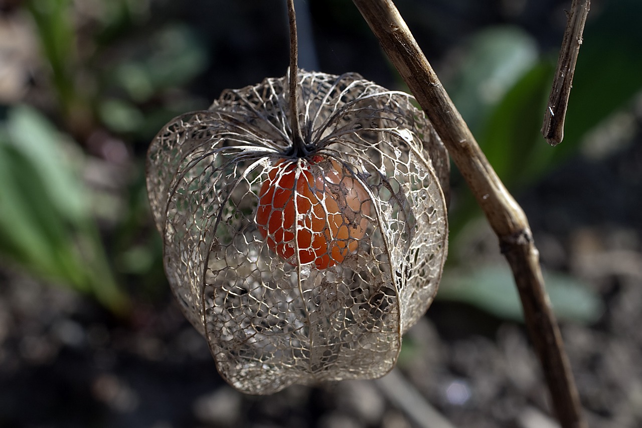 Lampionblume,  Žiedas,  Žydi,  Vaisių,  Physalis,  Iš Arti,  Ruduo,  Perikarpis, Nemokamos Nuotraukos,  Nemokama Licenzija