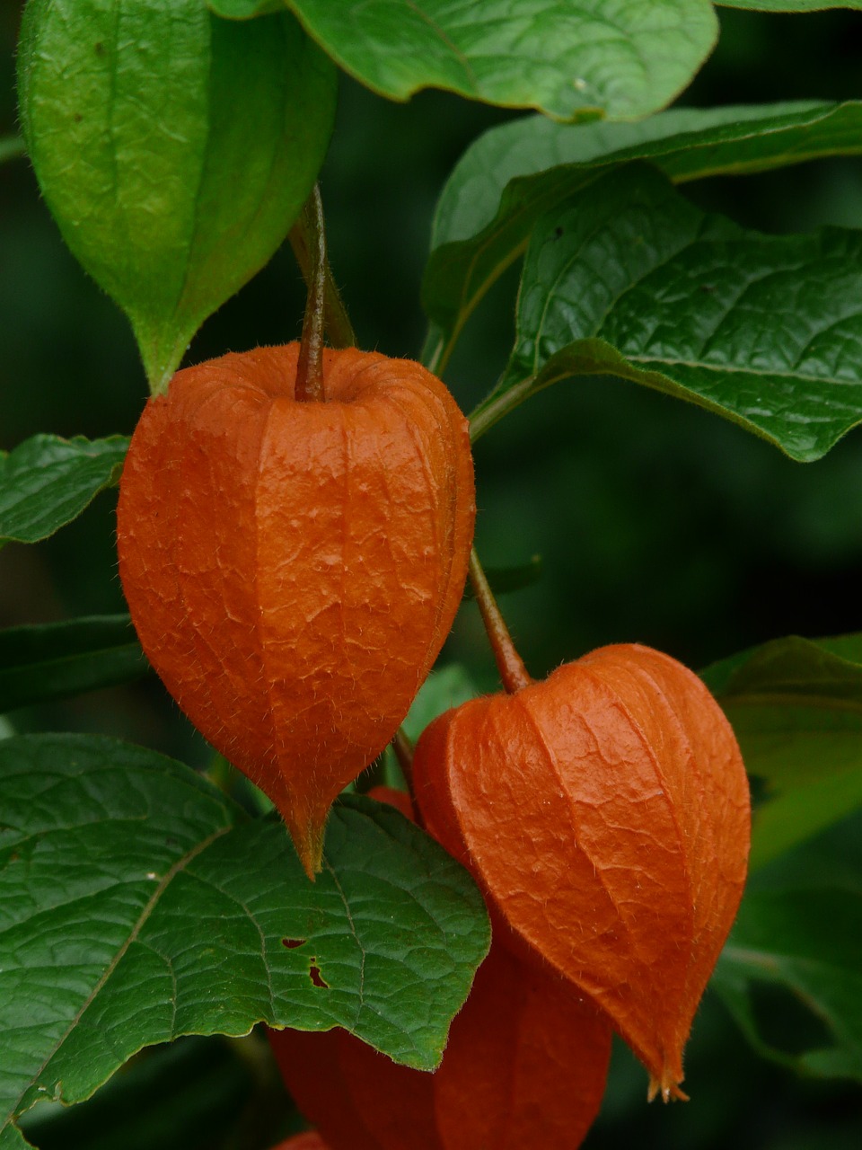 Lampionblume, Fizalis Alkekengi, Dekoratyvinis Augalas, Šlapimo Pūslės Vyšnios, Fizalis, Nachtschattengewächs, Solanaceae, Gėlė, Sepals, Taurė