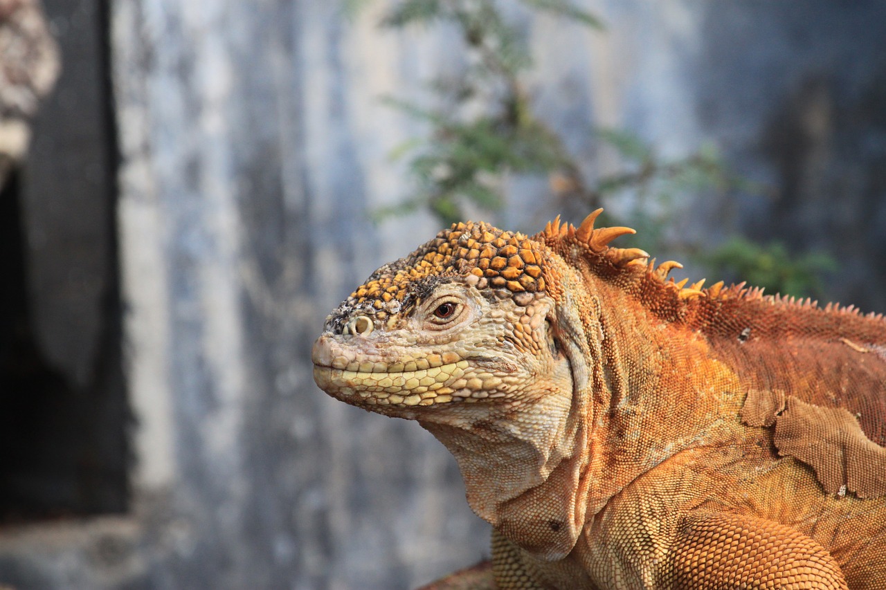 Žemės Iguana, Galapagai, Iguana, Ropliai, Žemė, Ecuador, Driežas, Geltona, Oranžinė, Drakonas