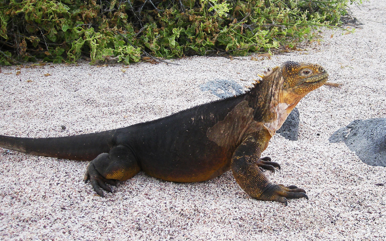 Iguana,  Galapagai,  Sala,  Ropliai,  Gamta,  Išsaugojimas,  Ecuador,  Ekvatorius,  Ramiojo Vandenyno Regionas,  Žemė Iguana Ii