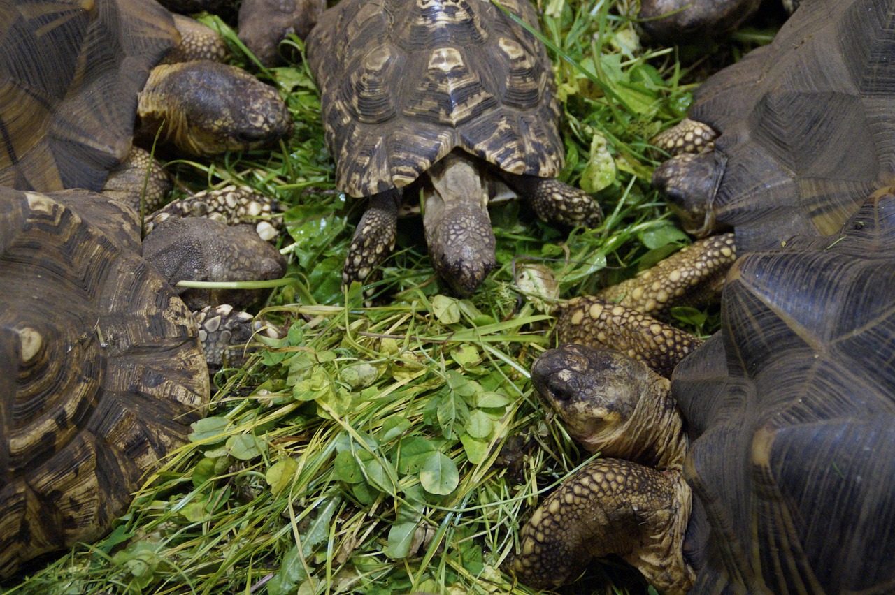 Sausumos Vėžliai, Vėžliai, Valgyti, Maitinimas, Ropliai, Zoologijos Sodas, Gyvūnai, Panzer, Šarvuotos, Lėtai