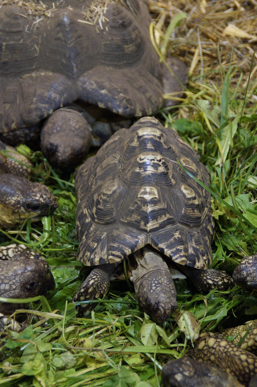 Sausumos Vėžliai, Vėžliai, Valgyti, Maitinimas, Ropliai, Zoologijos Sodas, Gyvūnai, Panzer, Šarvuotos, Lėtai