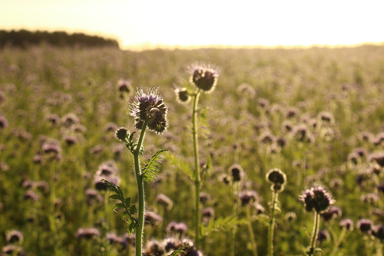 Kraštovaizdis, Bitės, Phacelia, Abendstimmung, Saulės Spindulys, Ruduo, Laukas, Dangus, Gamta, Saulėlydis