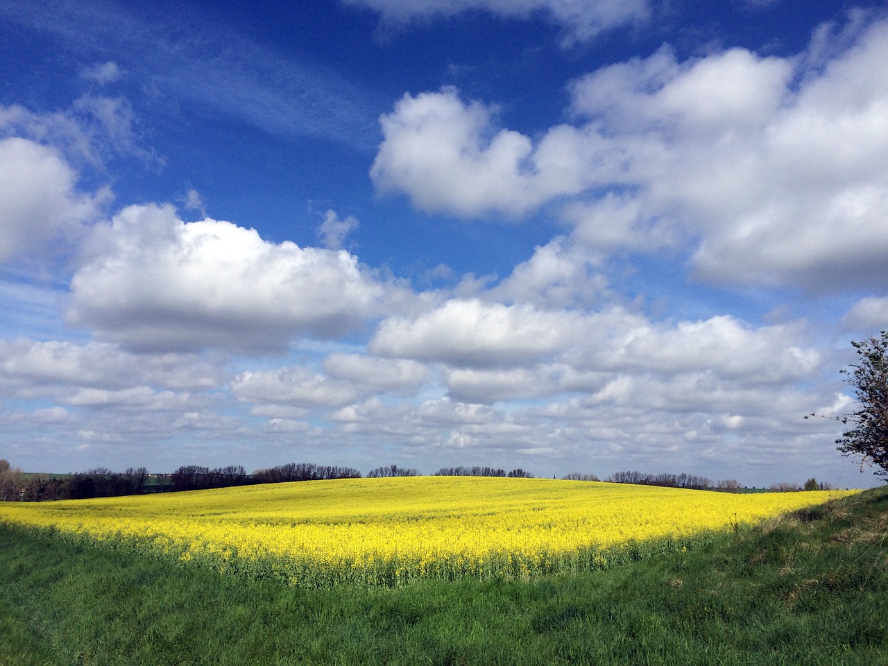 Kraštovaizdis, Rapsų Sėklos, Panorama, Vokietija, Ariamasis, Nemokamos Nuotraukos,  Nemokama Licenzija