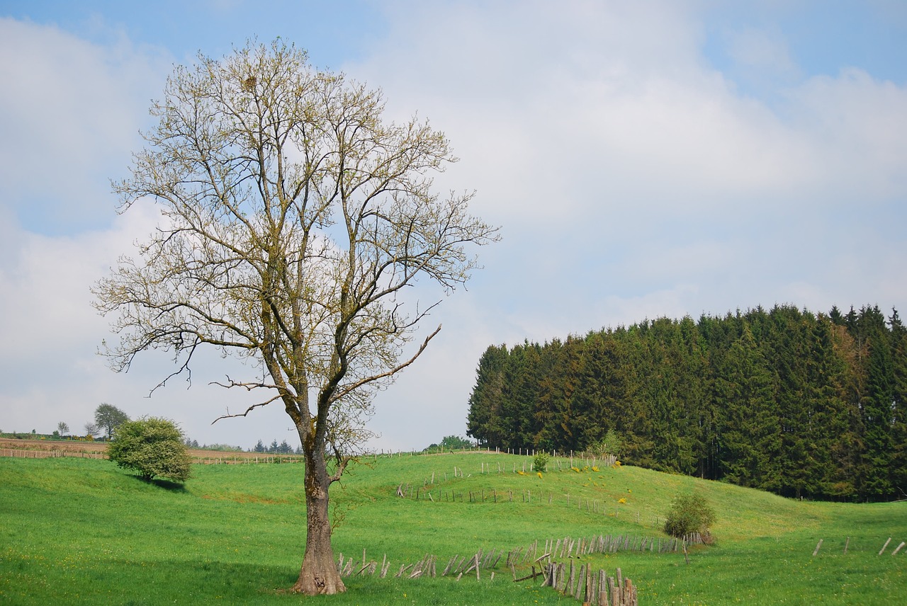 Citrinmedis, Houffalize, Spygliuočių, Gylis Kompozicija, Nemokamos Nuotraukos,  Nemokama Licenzija