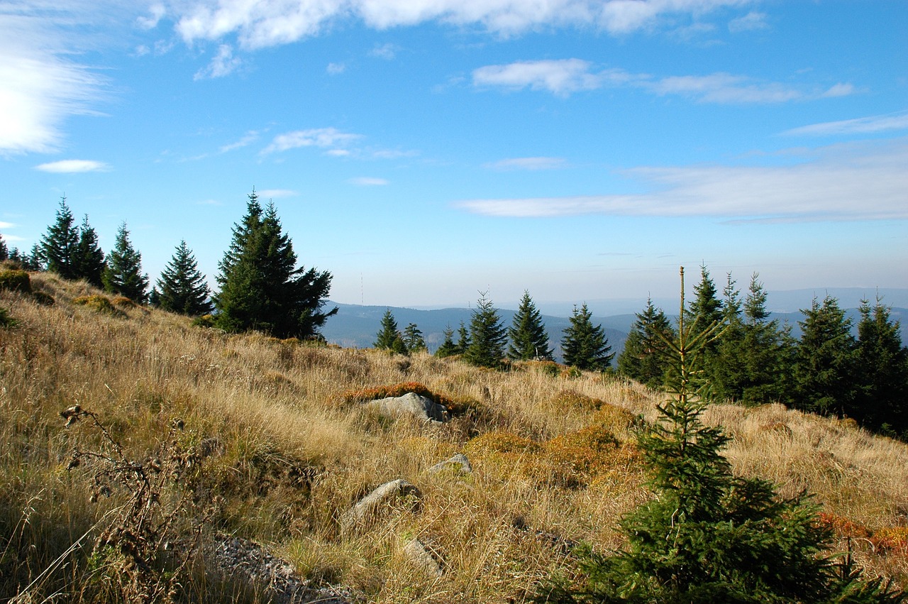 Kraštovaizdis, Gamta, Miškas, Medis, Gamtos Rezervatas, Nemokamos Nuotraukos,  Nemokama Licenzija