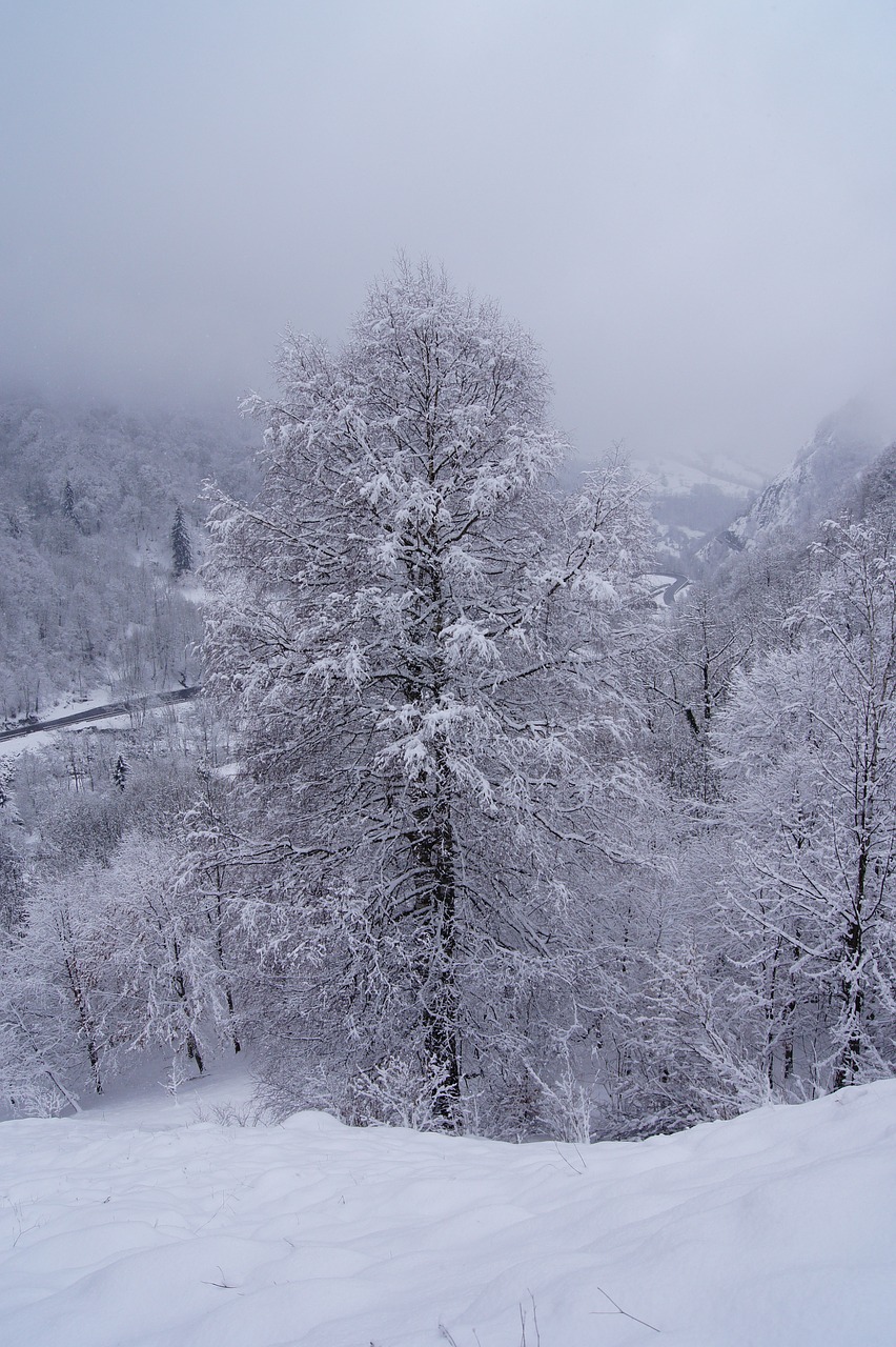 Kraštovaizdis, Sniegas, Medis, Balta, Šaltas, Rūkas, Žiema, Kalnas, Žiemos Peizažas, Pyrénées