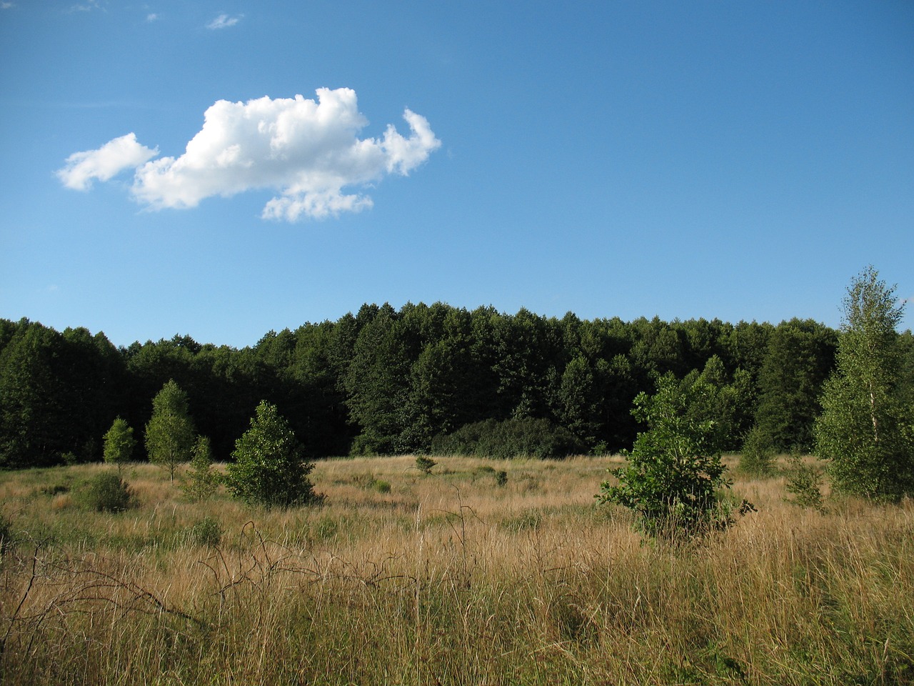 Kraštovaizdis, Kampinos, Nacionalinis, Parkas, Nemokamos Nuotraukos,  Nemokama Licenzija