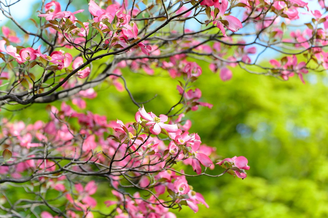 Kraštovaizdis, Natūralus, Gėlės, Arboretum, Augalas, Japonija, Žalias, Pavasaris, Rožinis, Šilkmedis