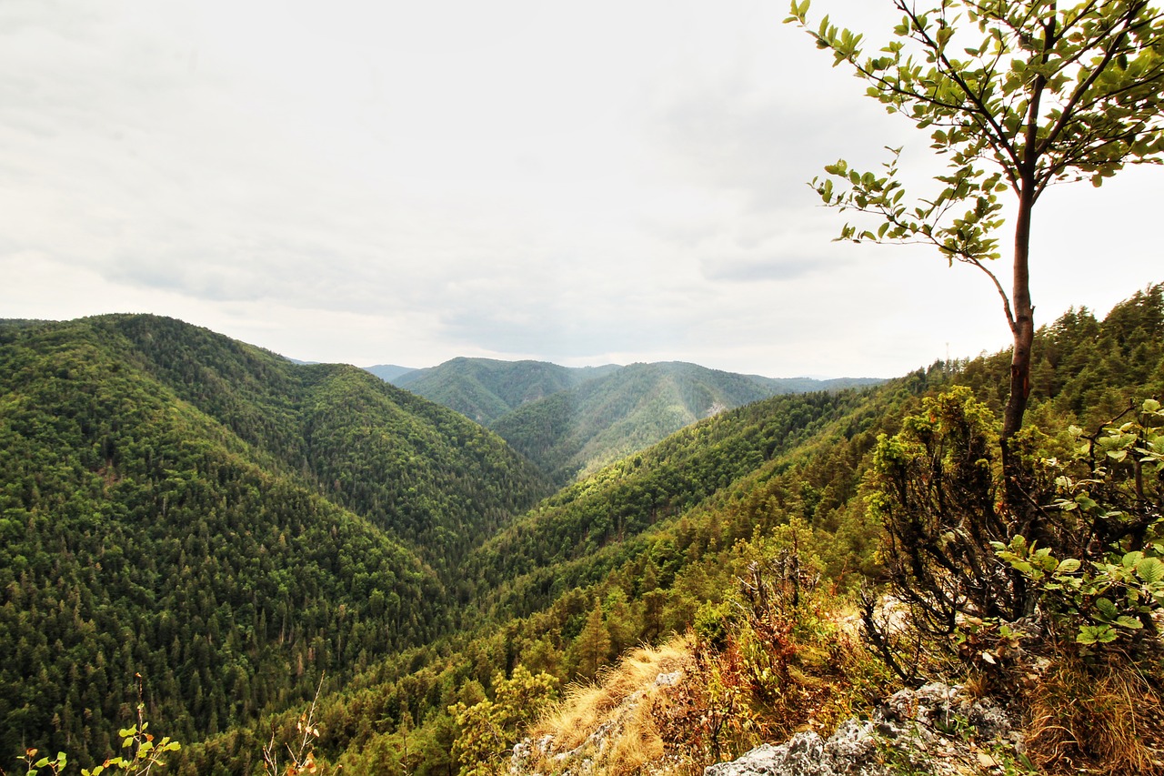 Kraštovaizdis, Miškas, Vasara, Gamta, Miško Peizažas, Vaizdingas, Aplinka, Lauke, Nemokamos Nuotraukos,  Nemokama Licenzija