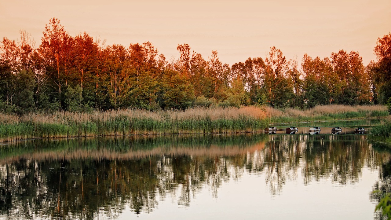 Kraštovaizdis, Medžiai, Ežeras, Nendrė, Abendstimmung, Saulėlydis, Nemokamos Nuotraukos,  Nemokama Licenzija