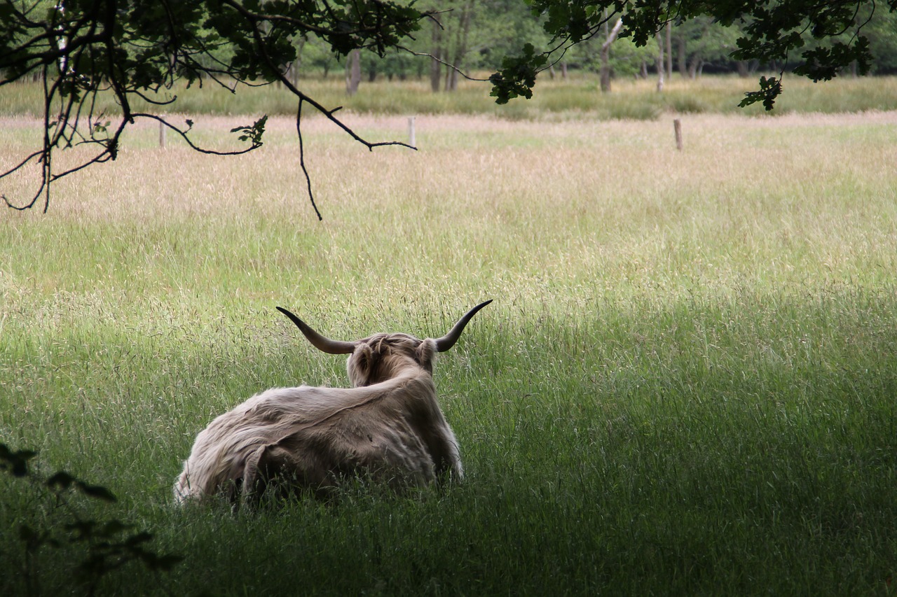 Kraštovaizdis, Škotų Kalnakasė, Highlander, Karvė, Miškas, Jaučiai, Pieva, Gamta, Nemokamos Nuotraukos,  Nemokama Licenzija