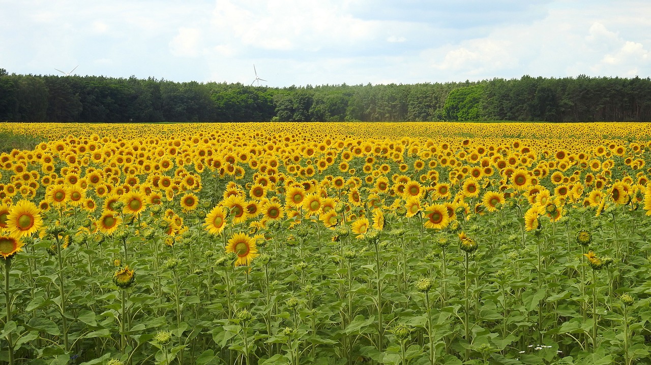 Kraštovaizdis, Saulėgrąžos, Žiedas, Žydėti, Geltona, Vasara, Helianthus, Saulėgrąžų Laukas, Nemokamos Nuotraukos,  Nemokama Licenzija