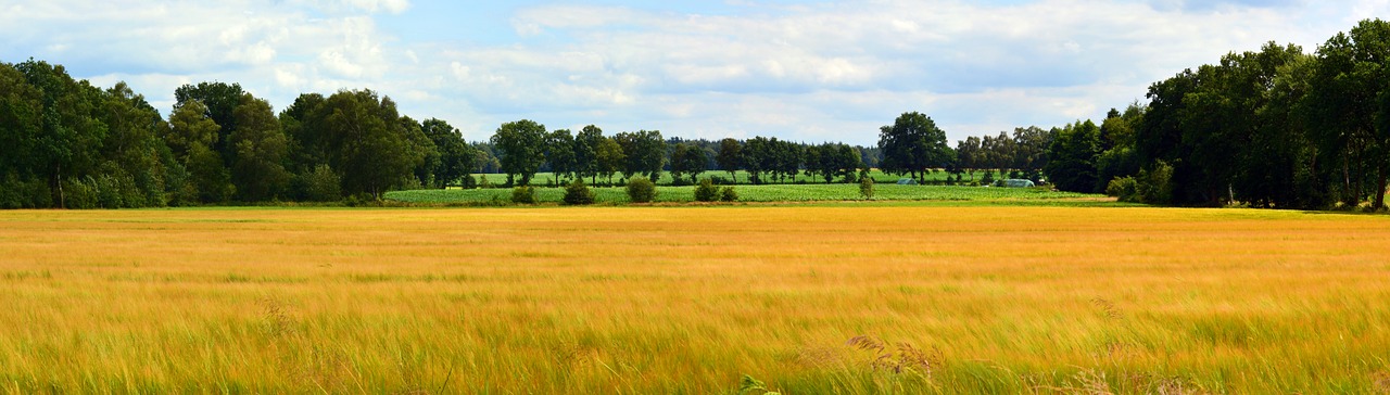 Kraštovaizdis, Panorama, Grūdai, Laukas, Gamta, Perspektyva, Dangus, Nemokamos Nuotraukos,  Nemokama Licenzija