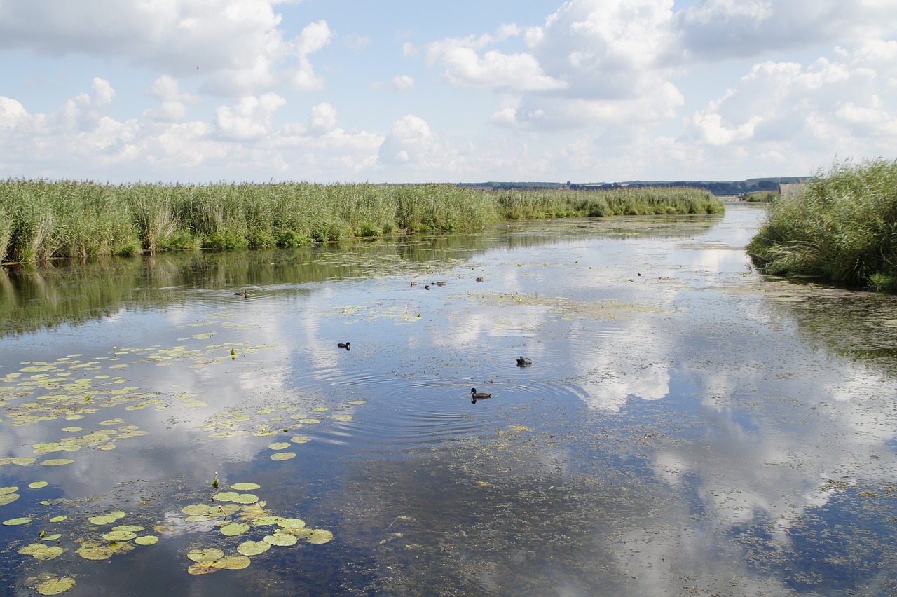 Kraštovaizdis, Pavasarinis Ežeras, Gamtos Rezervatas, Gamta, Moorland, Pelkė, Vasara, Žolės, Nendrė, Šlifuotas