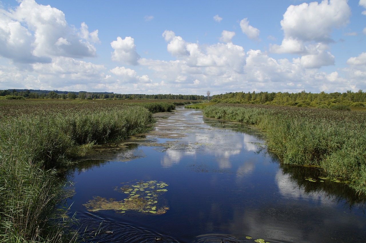 Kraštovaizdis, Pavasarinis Ežeras, Gamtos Rezervatas, Gamta, Moorland, Pelkė, Vasara, Žolės, Nendrė, Šlifuotas