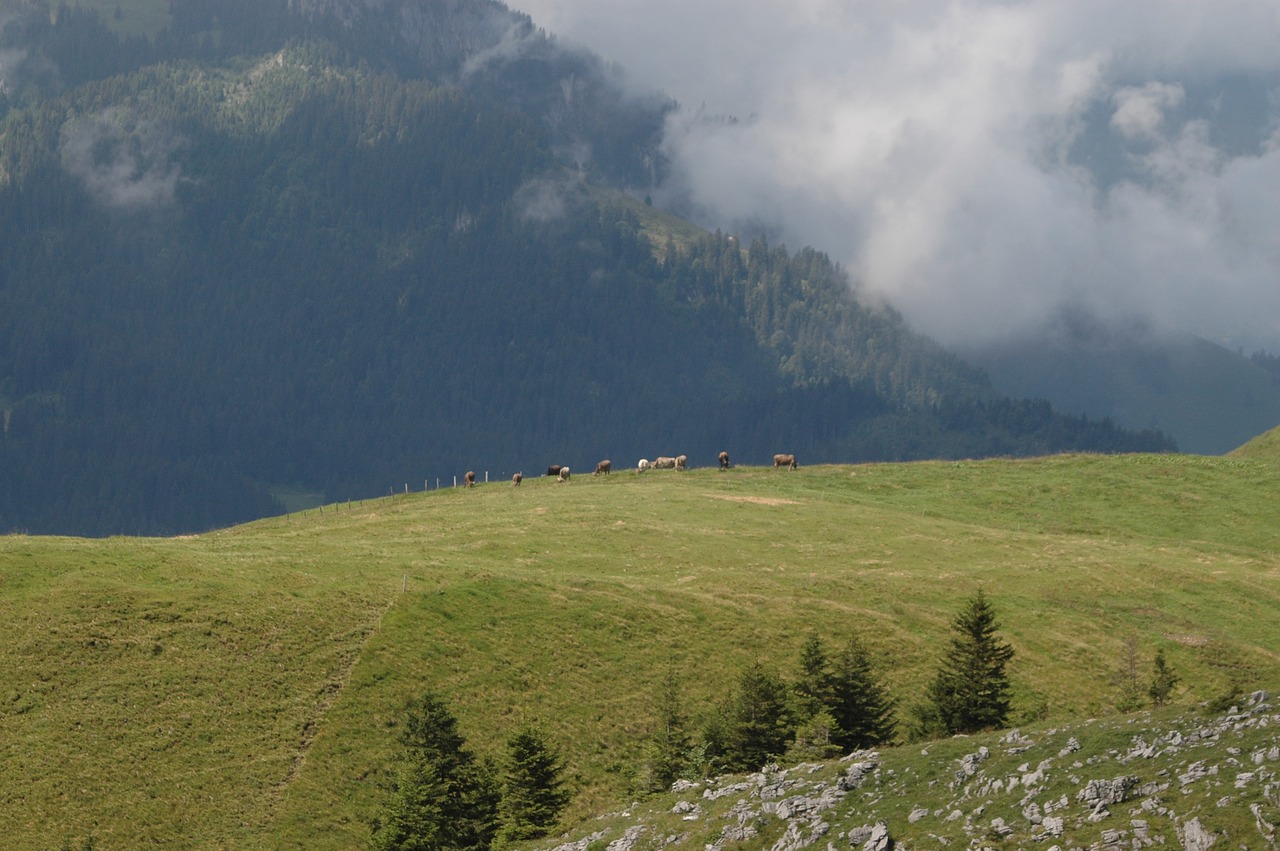 Kraštovaizdis, Kalnai, Karvės, Šveicarija, Nemokamos Nuotraukos,  Nemokama Licenzija
