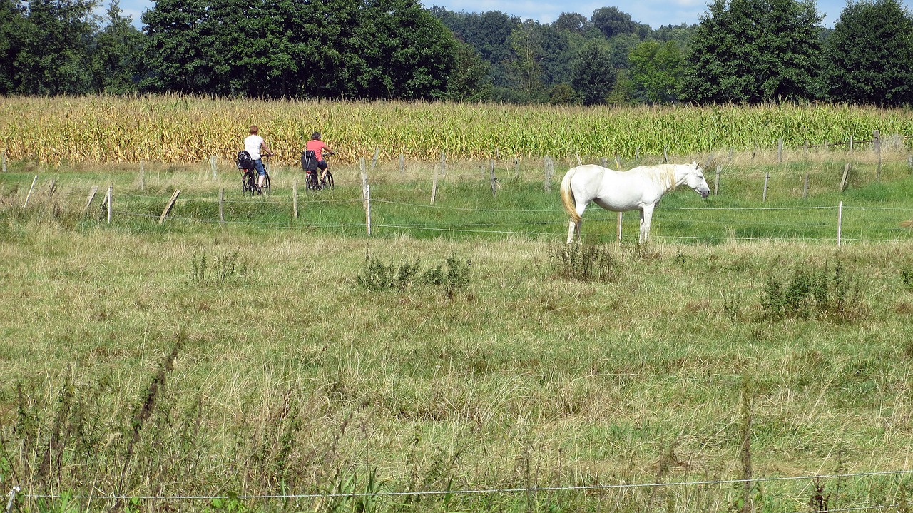 Kraštovaizdis, Dviračių Takai, Dviratininkai, Idiliškas, Dviratis, Arklys, Dviračių Kelionė, Pranešta, Laukai, Nemokamos Nuotraukos