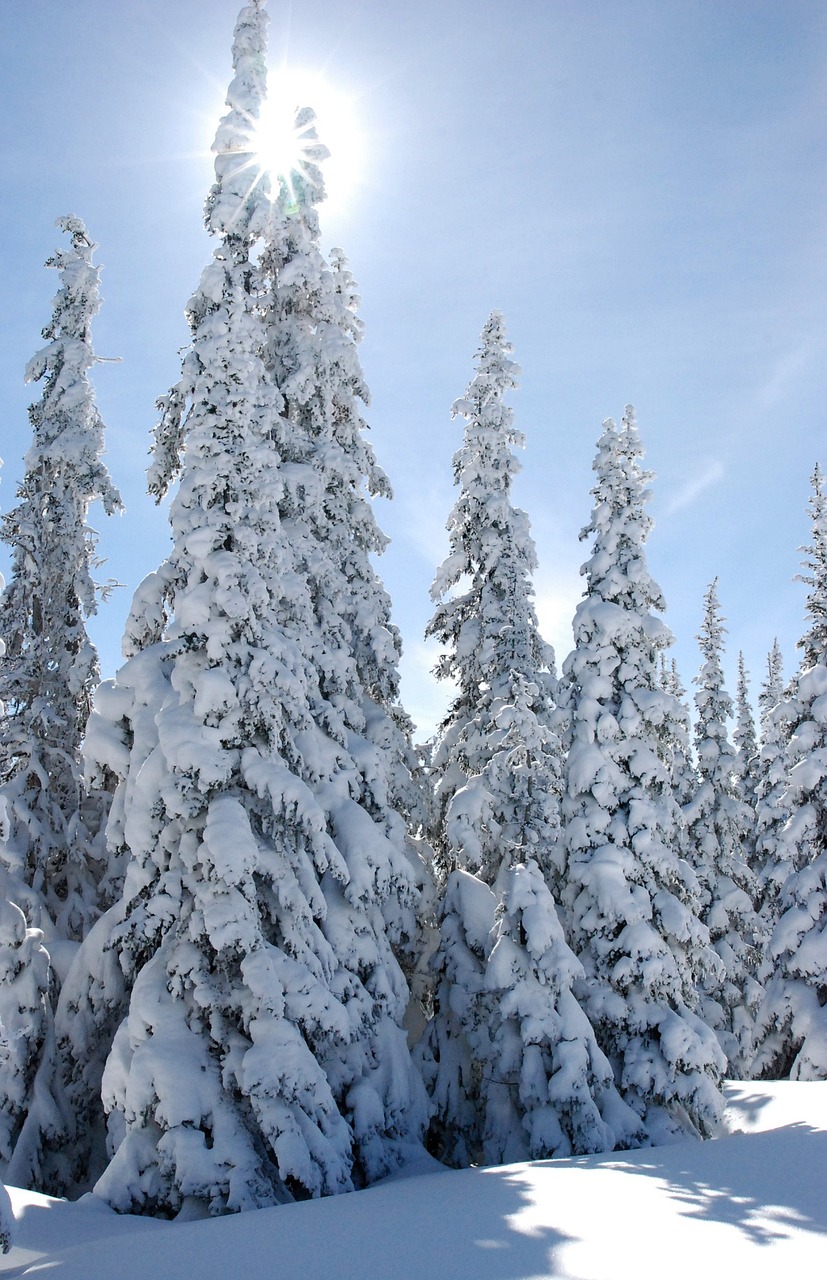 Kraštovaizdis, Žiema, Sniegas, Vaizdingas, Olimpinis Nacionalinis Parkas, Vašingtonas, Usa, Šaltas, Balta, Medžiai