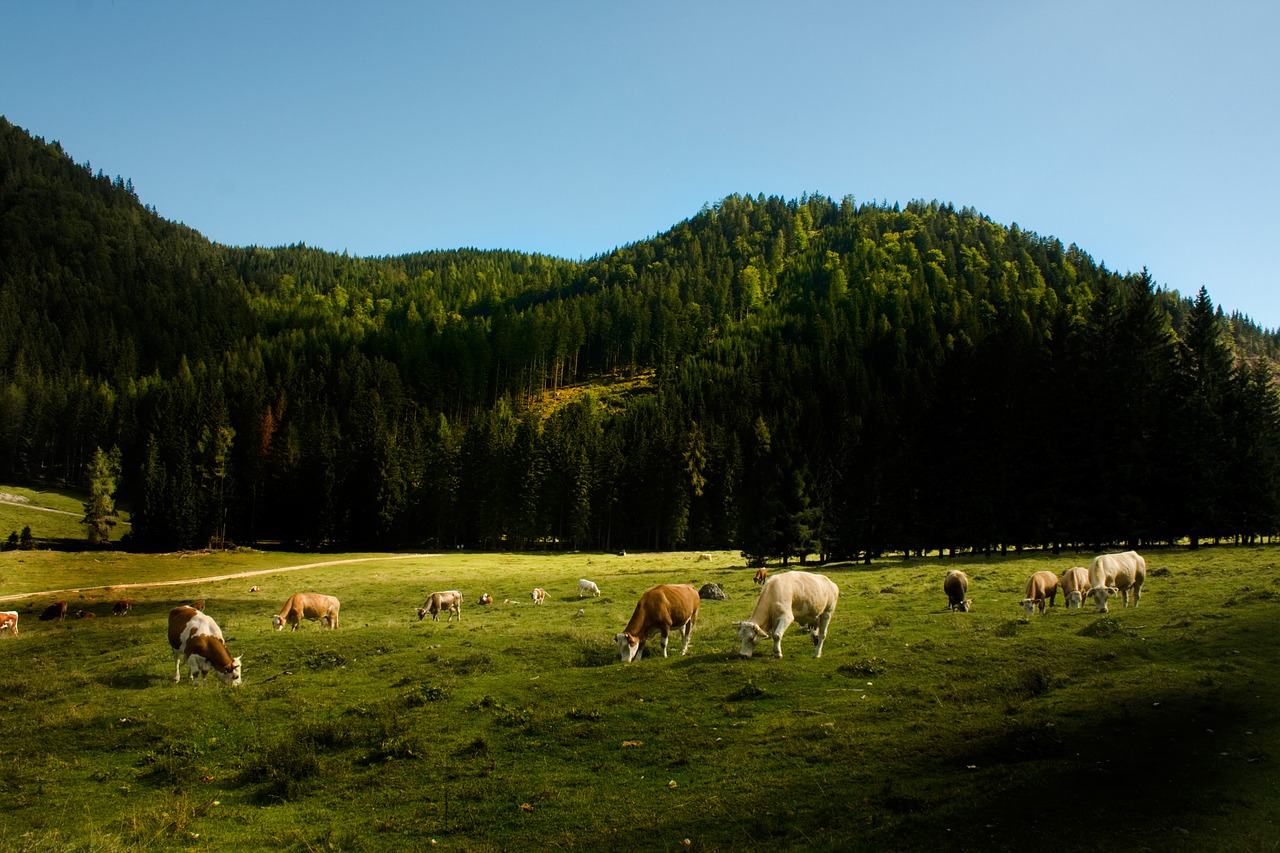 Kraštovaizdis, Karvės, Žemės Ūkio, Mediena, Žolė, Žalias, Dangus, Lauke, Kaimas, Spalvinga