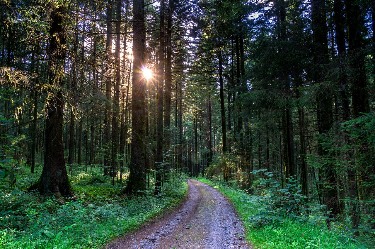 Kraštovaizdis, Peizažai, Gamta, Miškas, Miško Takas, Saulėlydis, Medžiai, Vaizdingas, Vasara, Abendstimmung