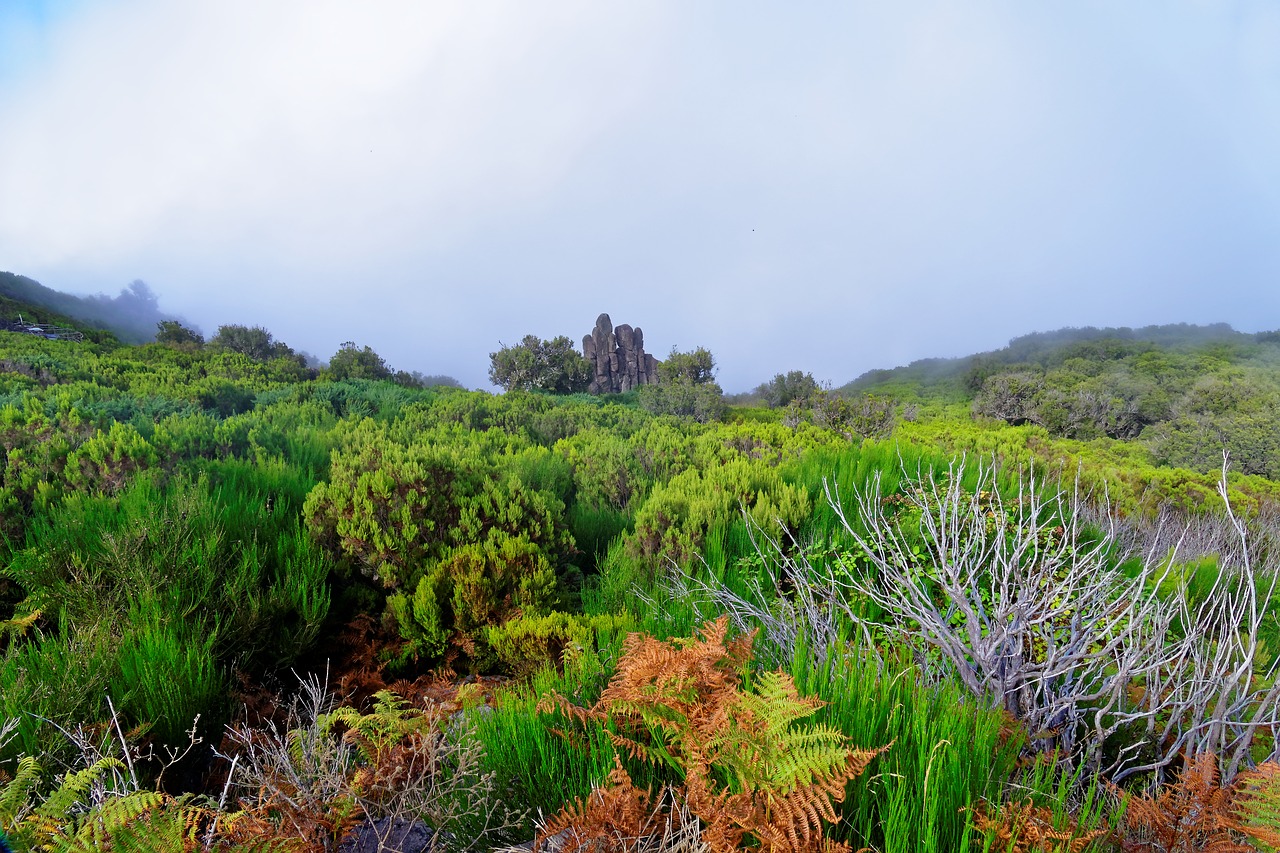 Kraštovaizdis, Madeira, Highlands, Gamta, Laukiniai, Žalias, Mistinis, Kalvotas, Portugal, Nemokamos Nuotraukos