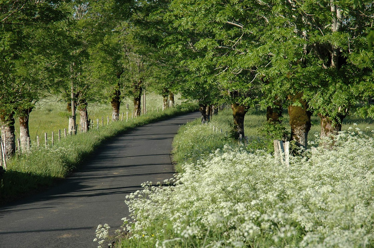 Kraštovaizdis, Pavasaris, Gamta, Medis, Balta, Kelias, Žolė, Žalias, Promenada, Pagrįstas