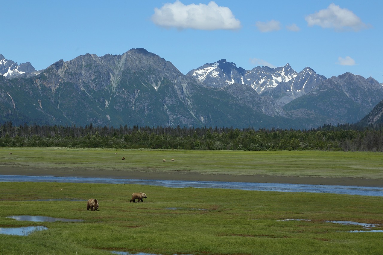 Kraštovaizdis, Vaizdingas, Gamta, Rudos Meškos, Dykuma, Laukinė Gamta, Chinitno Įlanka, Ežero Klarko Nacionalinis Parkas, Išsaugoti, Alaska