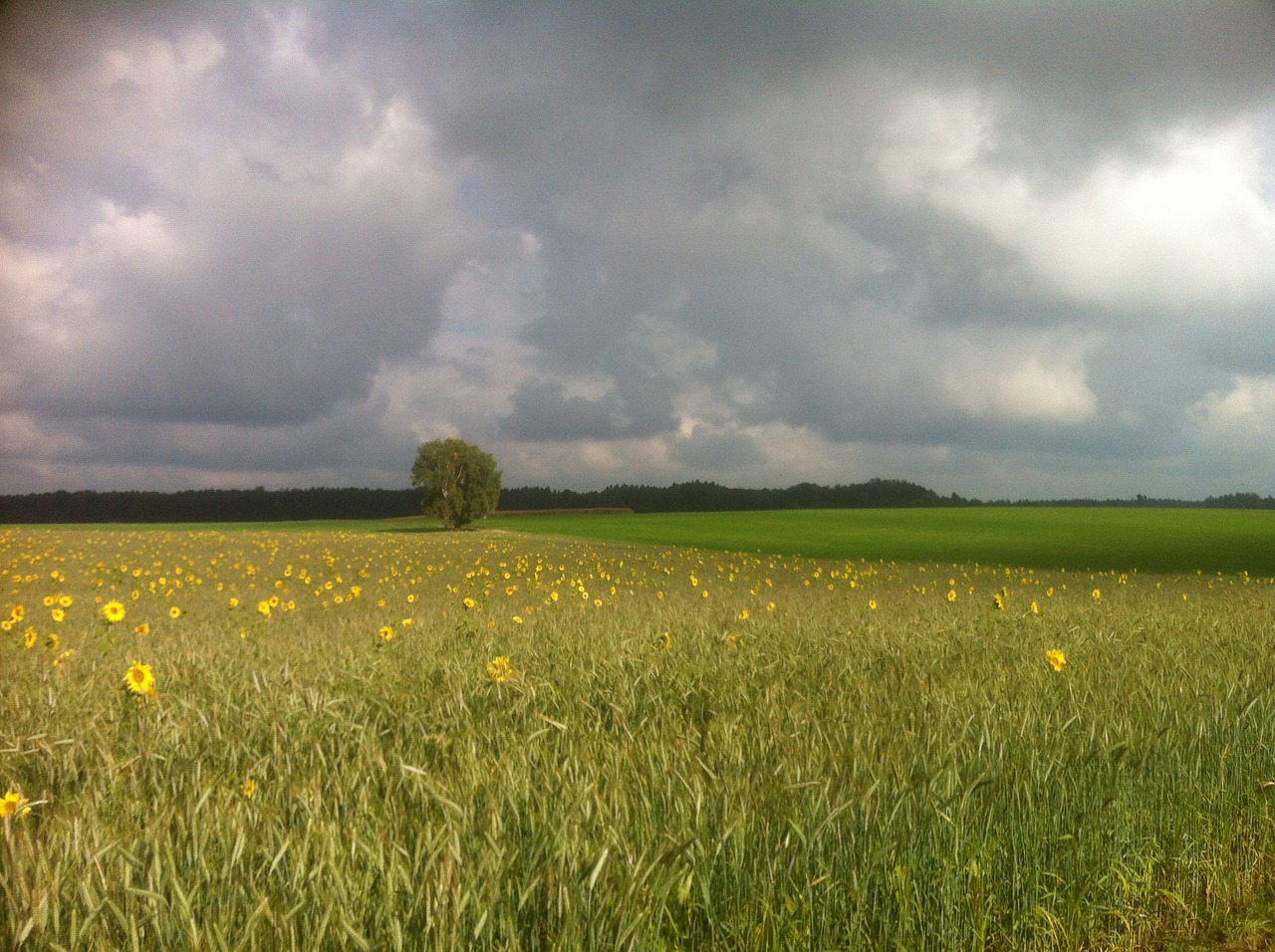 Kraštovaizdis, Saulėgrąžų Laukas, Gamta, Gėlės, Nemokamos Nuotraukos,  Nemokama Licenzija