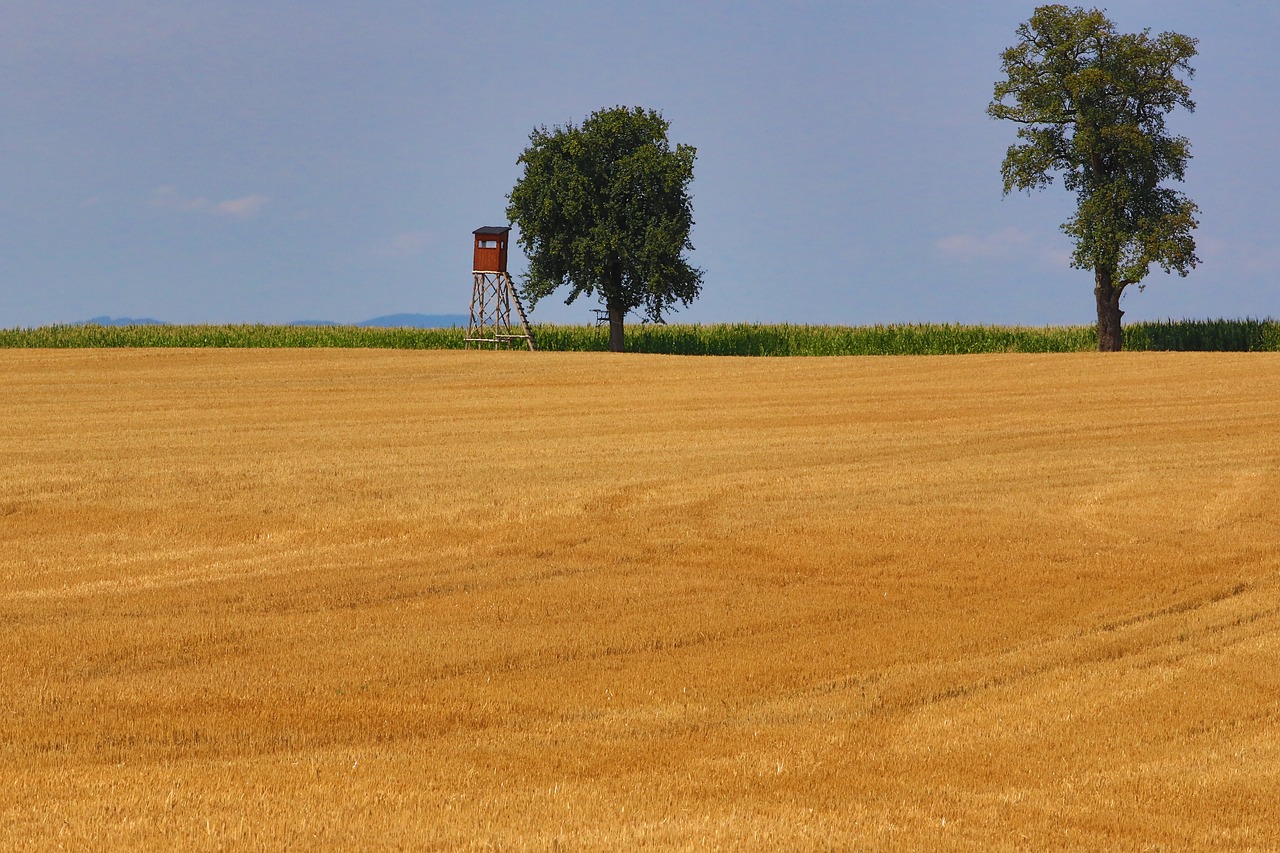 Kraštovaizdis, Kukurūzų Laukas, Gamta, Žemdirbystė, Pjauti, Nemokamos Nuotraukos,  Nemokama Licenzija