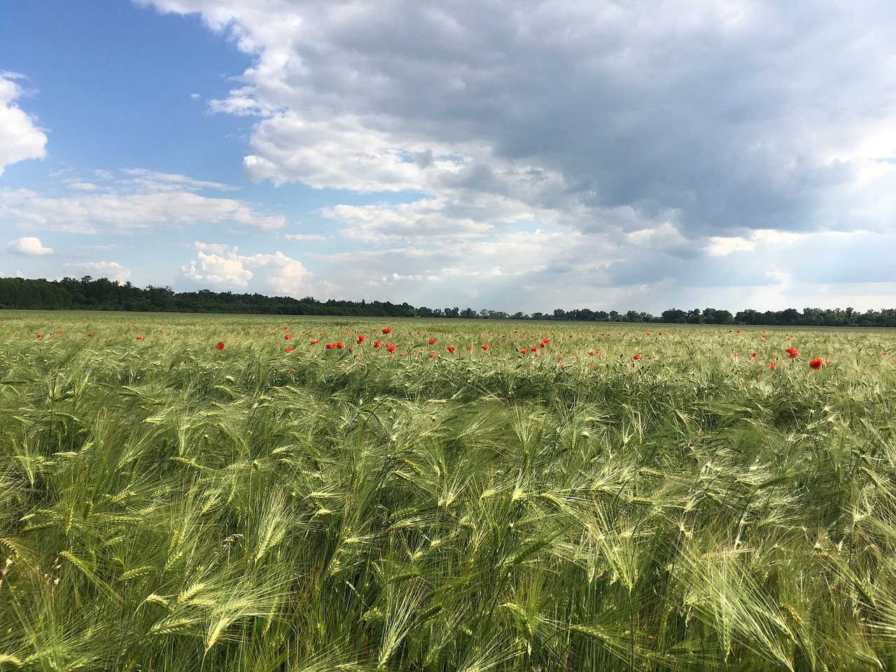 Kraštovaizdis, Žolė, Laukas, Nemokamos Nuotraukos,  Nemokama Licenzija