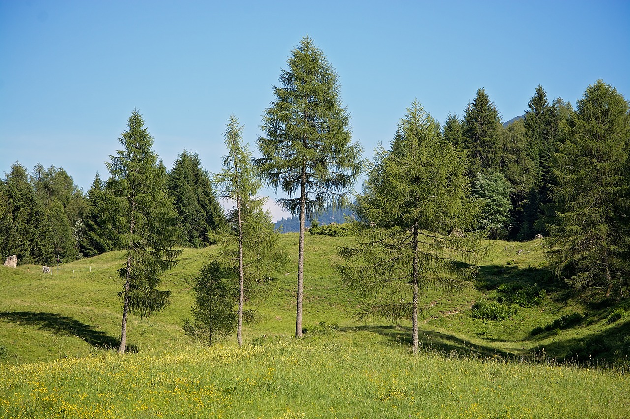 Kraštovaizdis, Medžiai, Būdai, Natūralios Pievos, Alpių Pievos, Dangus, Spygliuočiai, Vasara, Žolė, Austria