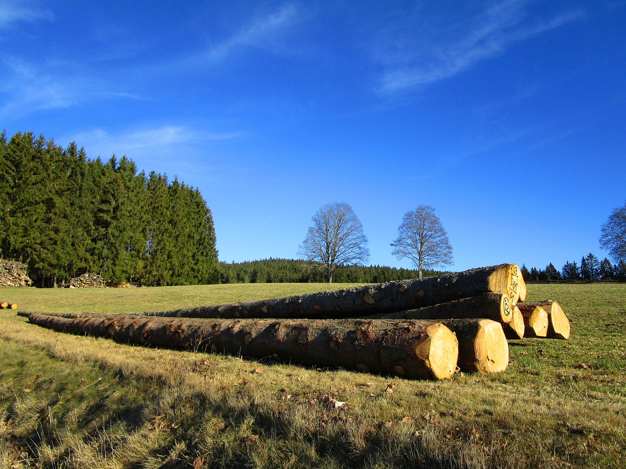 Kraštovaizdis, Medžių Kamienus, Juodasis Miškas, Ruduo, Panoraminis Vaizdas, Miškas, Gamta, Saulėtas, Saulės Šviesa, Medžiai