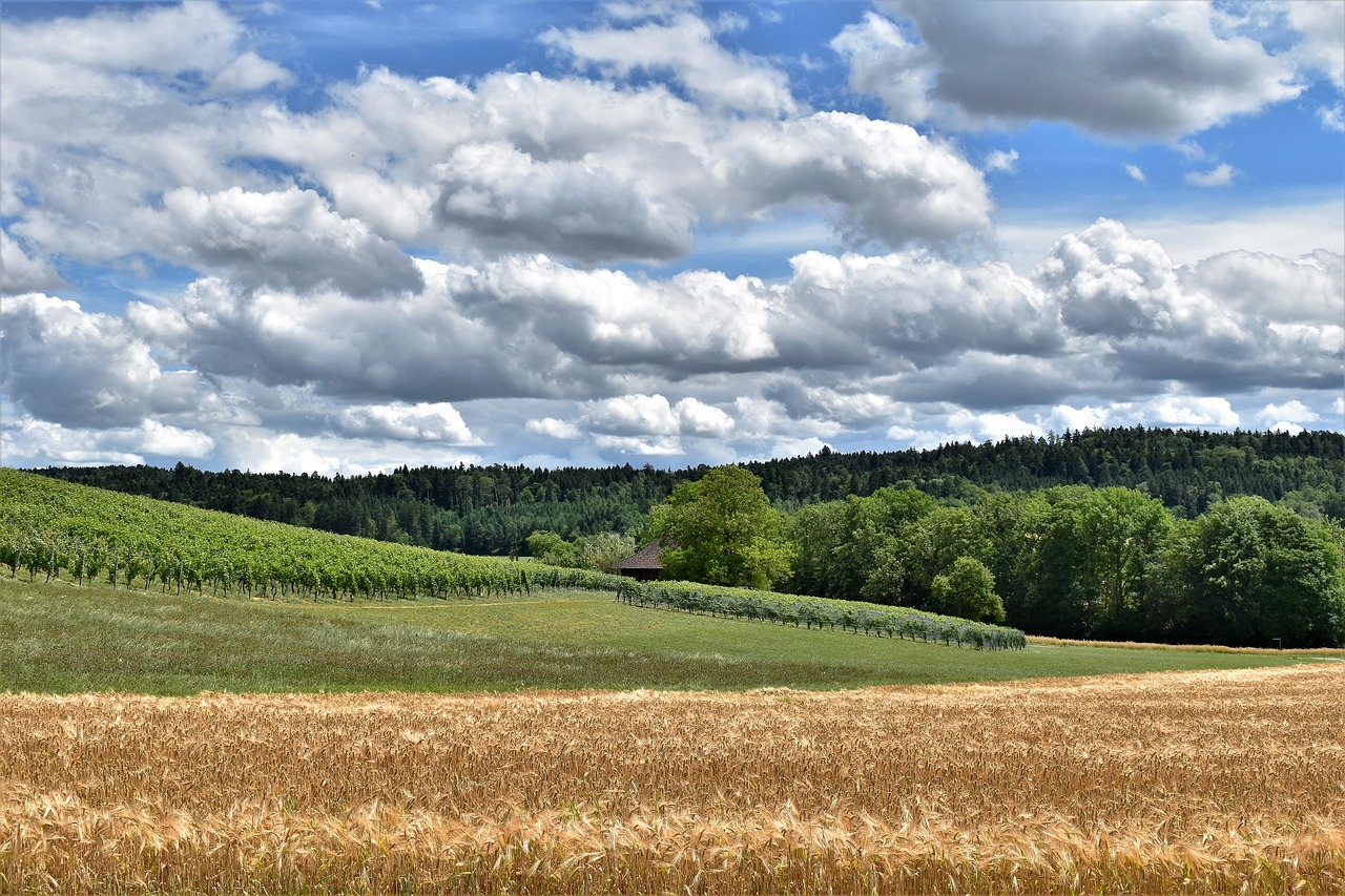 Kraštovaizdis, Vaizdas, Miežiai, Grūdai, Ariamasis, Miežių Laukas, Ausis, Laukas, Žemdirbystė, Vasara