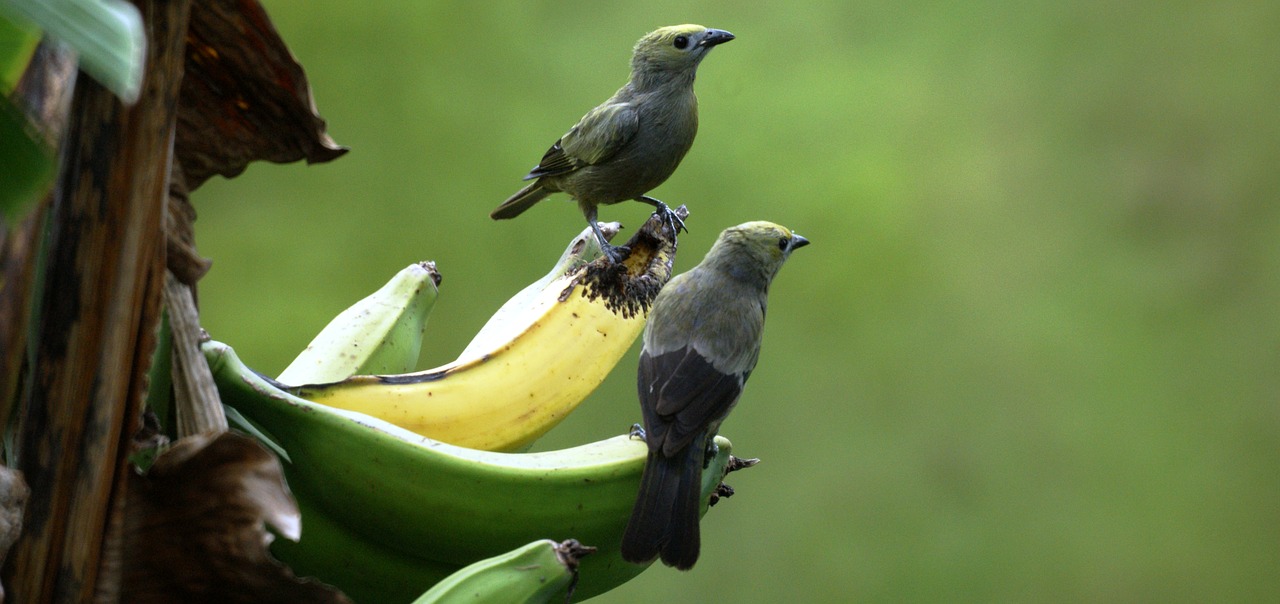 Kraštovaizdis, Gamta, Paukščiai, Fauna, Bananas, Armėnija, Nemokamos Nuotraukos,  Nemokama Licenzija