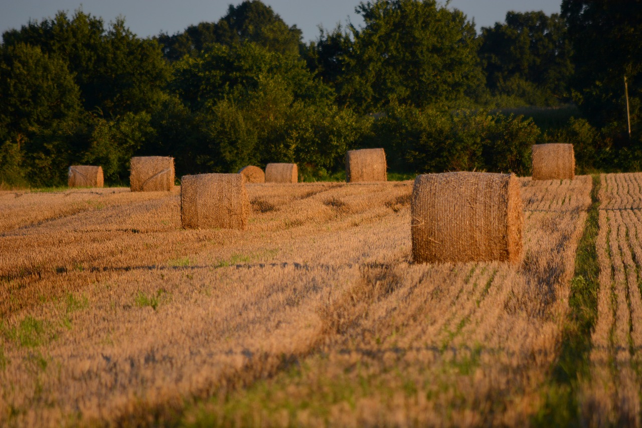 Kraštovaizdis, Grūdai, Kvieciai, Derlius, Šiaudai, Ritinys, Holšteinas, Nemokamos Nuotraukos,  Nemokama Licenzija