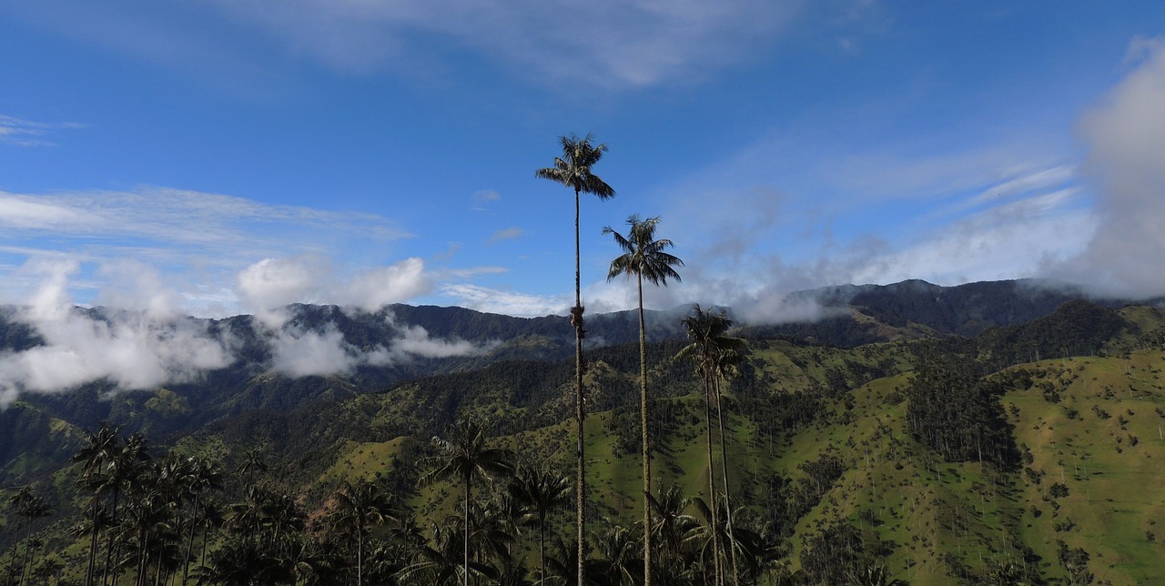 Kraštovaizdis, Salento, Palmių Vaškas, Cordillera, Nemokamos Nuotraukos,  Nemokama Licenzija