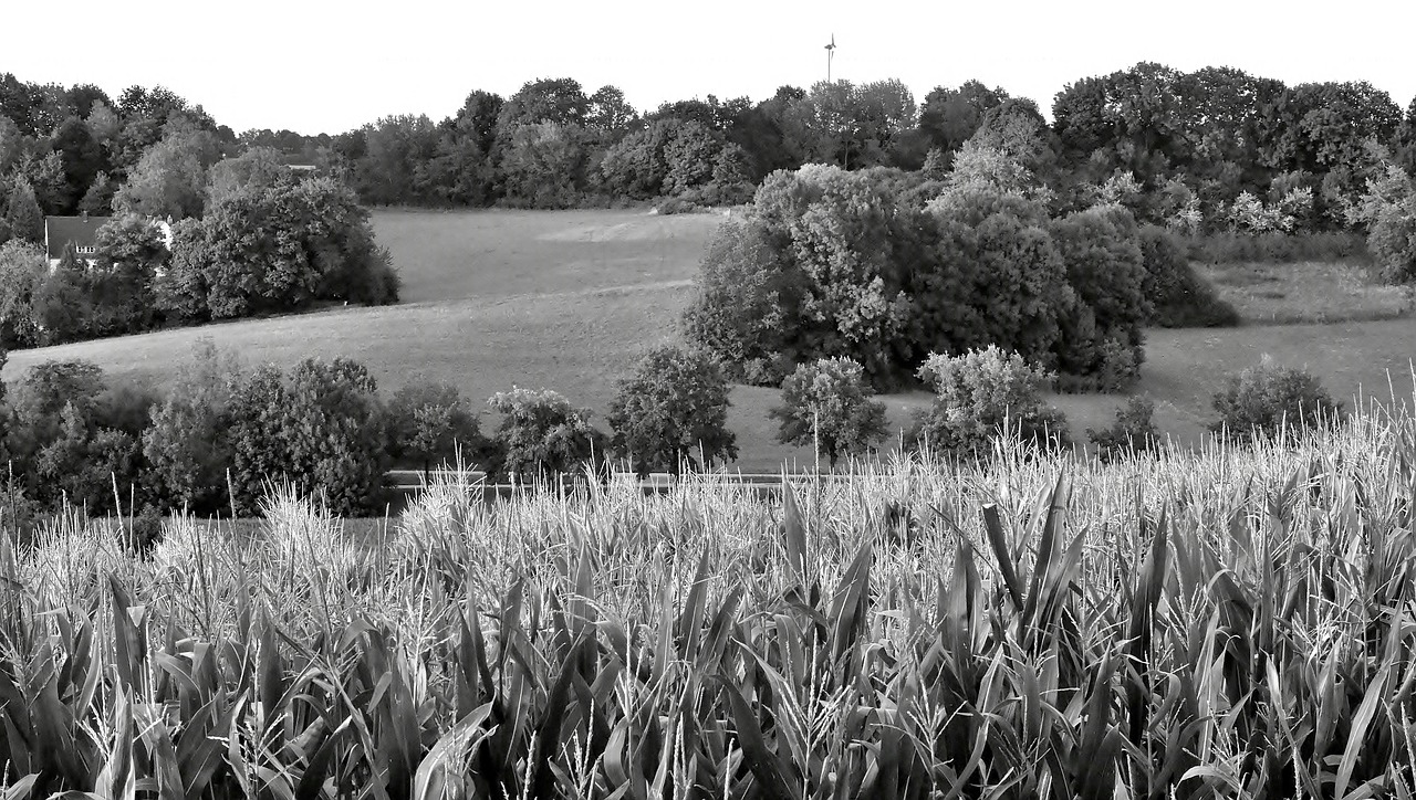 Kraštovaizdis, Twilight, Juoda Ir Balta, Laukas, Medžiai, Grūdai, Žalias, Žemė, Abendstimmung, Kukurūzai