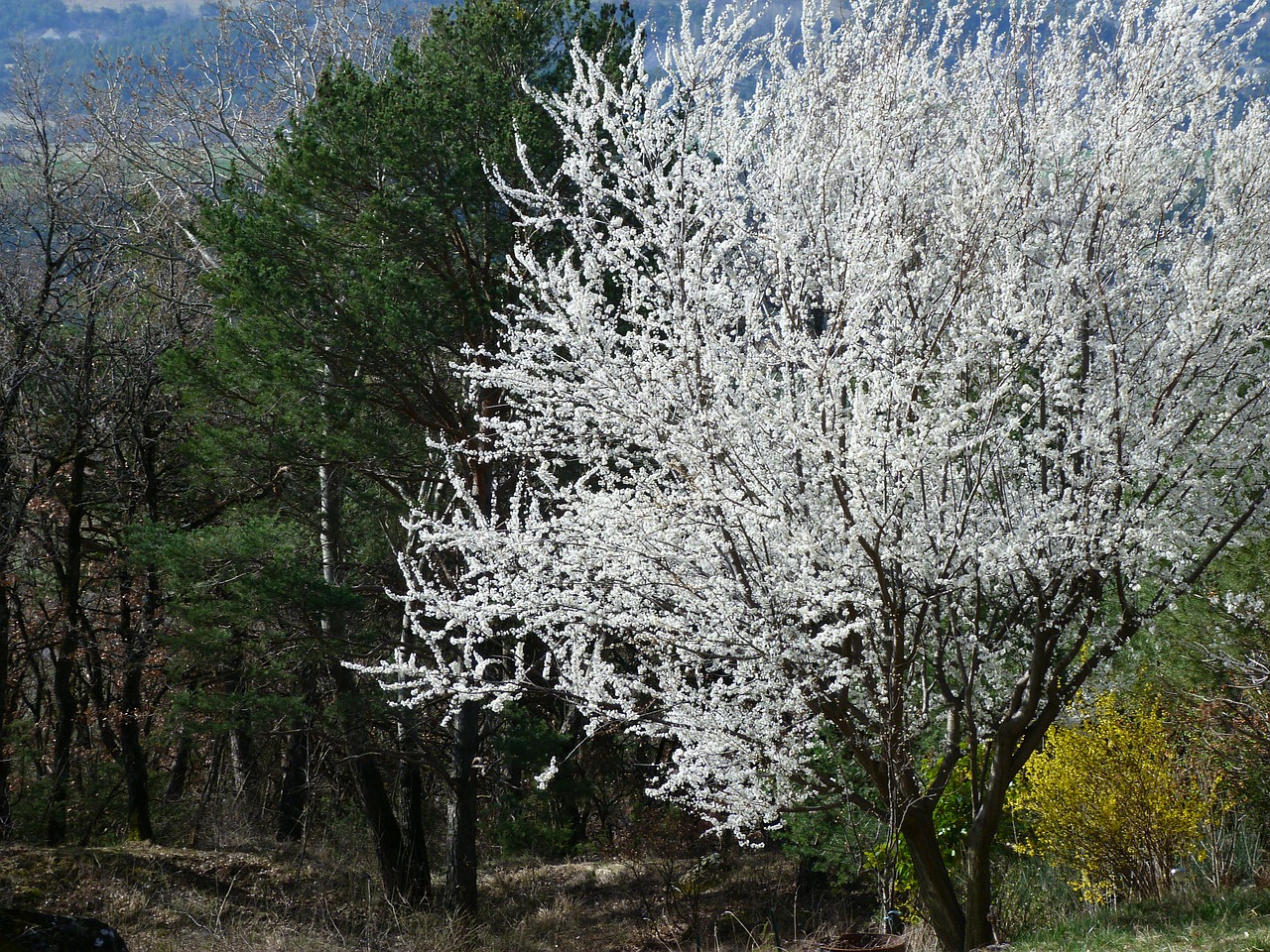 Kraštovaizdis, Medis, Žydėjimas, Gėlės, Balta, Pavasaris, Kontrastas, Vaismedis, Šviesa, Gamta