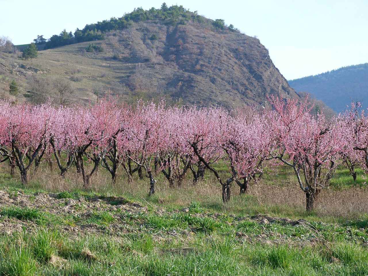 Kraštovaizdis, Gamta, Vaisių Sodas, Pavasaris, Žydėjimas, Haute Provence, Medžiai Rausvos, Nemokamos Nuotraukos,  Nemokama Licenzija