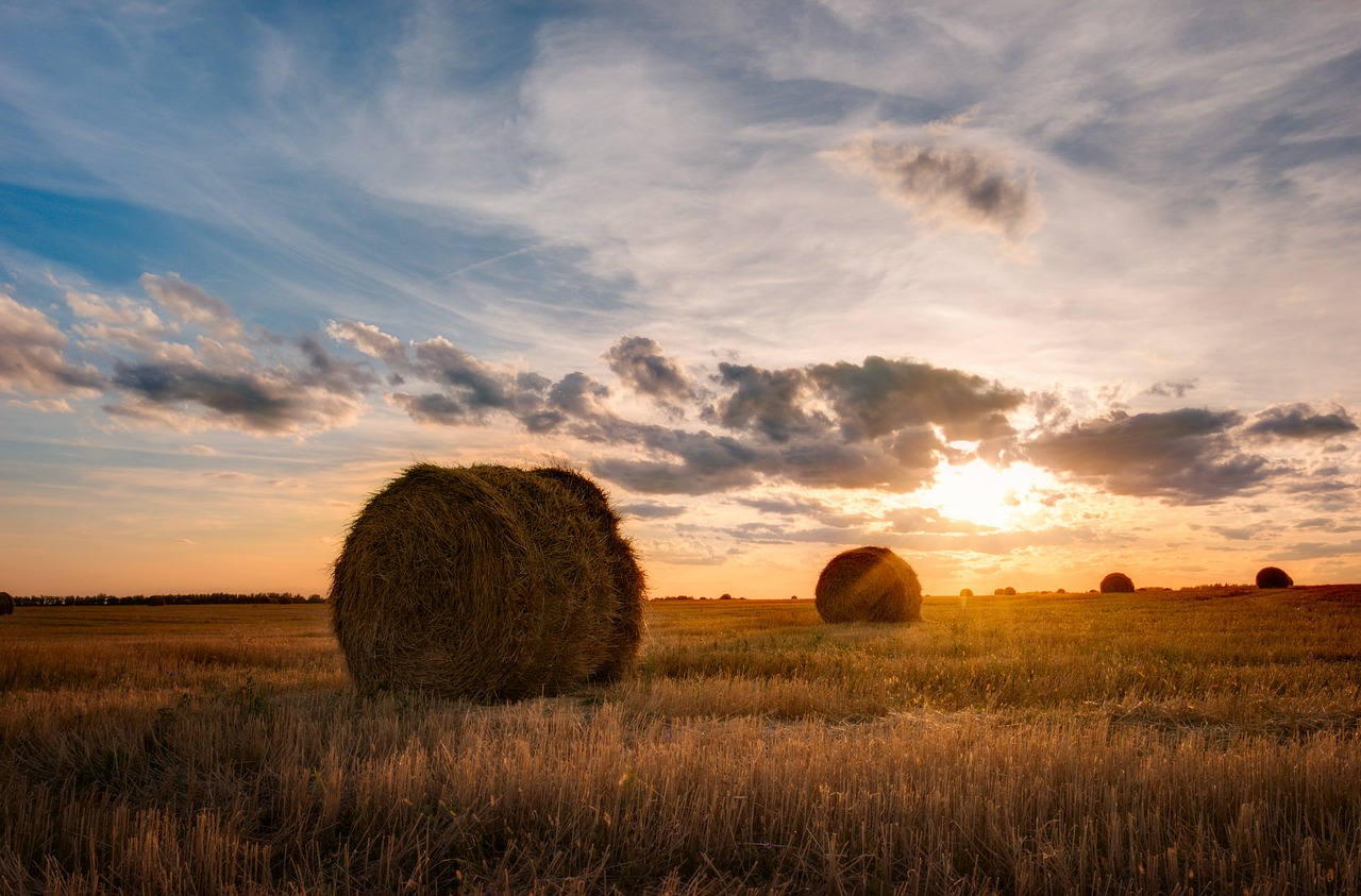 Kraštovaizdis, Laukas, Agrofirmas, Dangus, Nemokamos Nuotraukos,  Nemokama Licenzija