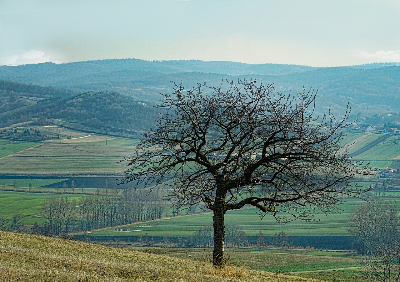 Kraštovaizdis,  Gamta,  Medis,  Dangus,  Panorama,  Kalnas,  Be Honoraro Mokesčio, Nemokamos Nuotraukos,  Nemokama Licenzija