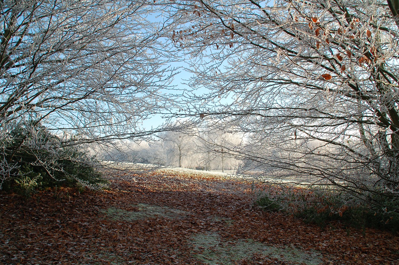 Kraštovaizdis,  Gamta,  Sezonas,  Žiema,  Ruduo,  Parkas,  Medžiai,  Filialai,  Perėjimas,  Šviesa