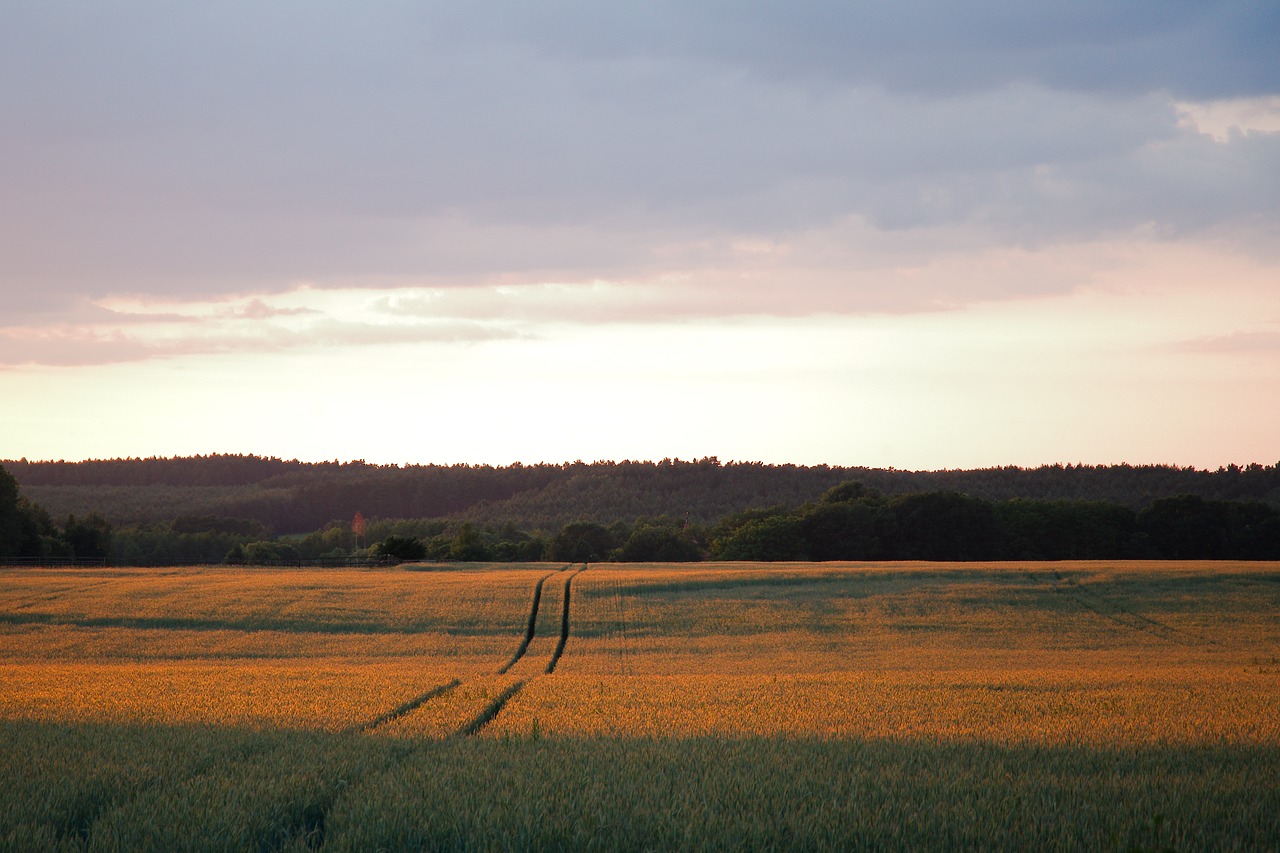 Kraštovaizdis,  Pobūdį,  Panorama,  Dangus,  Medis,  Žolė,  Žemdirbystė,  Laukas,  Horizontali,  Vasara