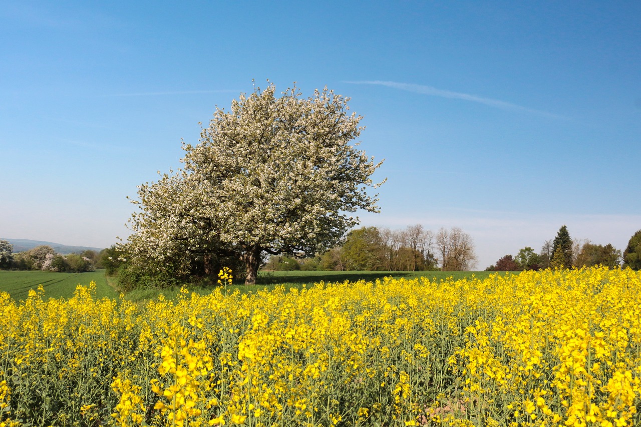 Kraštovaizdis,  Pobūdį,  Laukas,  Žemdirbystė,  Dangus,  Srityje Rapsų Sėklų,  Geltona, Nemokamos Nuotraukos,  Nemokama Licenzija