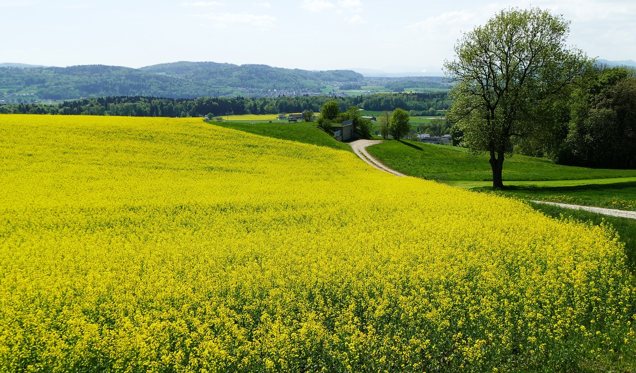 Kraštovaizdis,  Pobūdį,  Saulė,  Pavasaris,  Srityje Rapsų Sėklų,  Medis, Nemokamos Nuotraukos,  Nemokama Licenzija